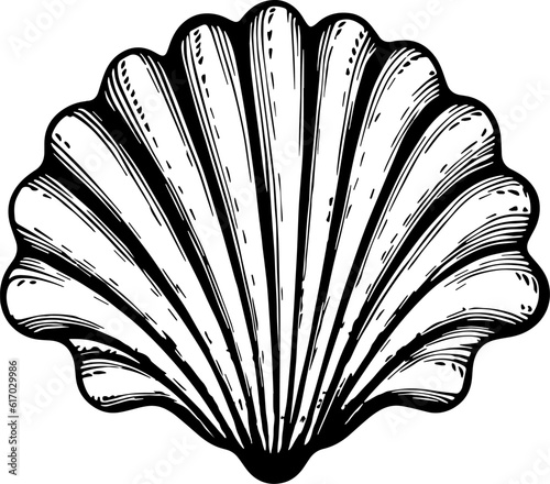 Illustration of sea shell in engraving style.