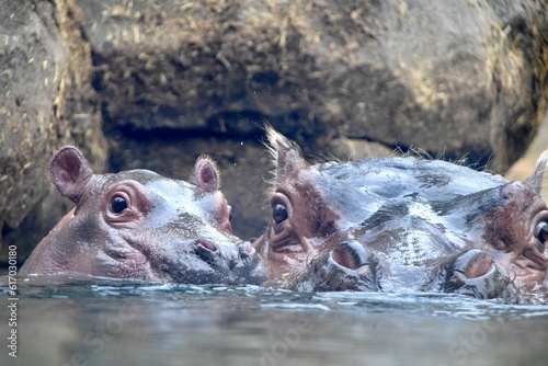 hippo mom and baby swimming in water together