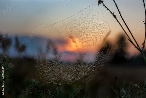 Spiderweb on grass on meadow in sunrise in summer on countryside