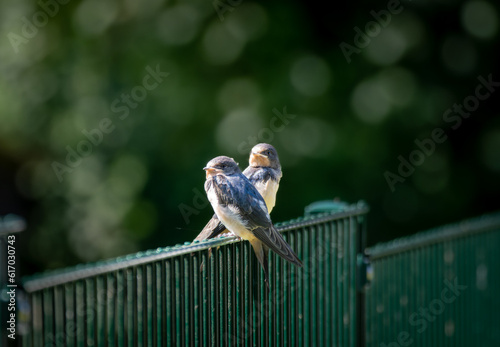 zwei junge Schwalben sitzen auf einem Zaun