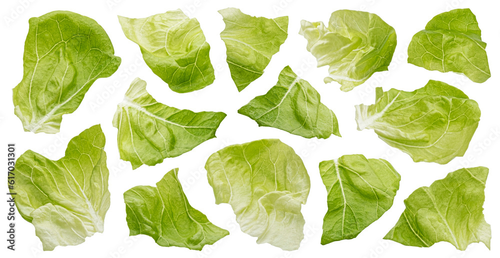 Chopped Iceberg lettuce leaves isolated on white background - obrazy, fototapety, plakaty 