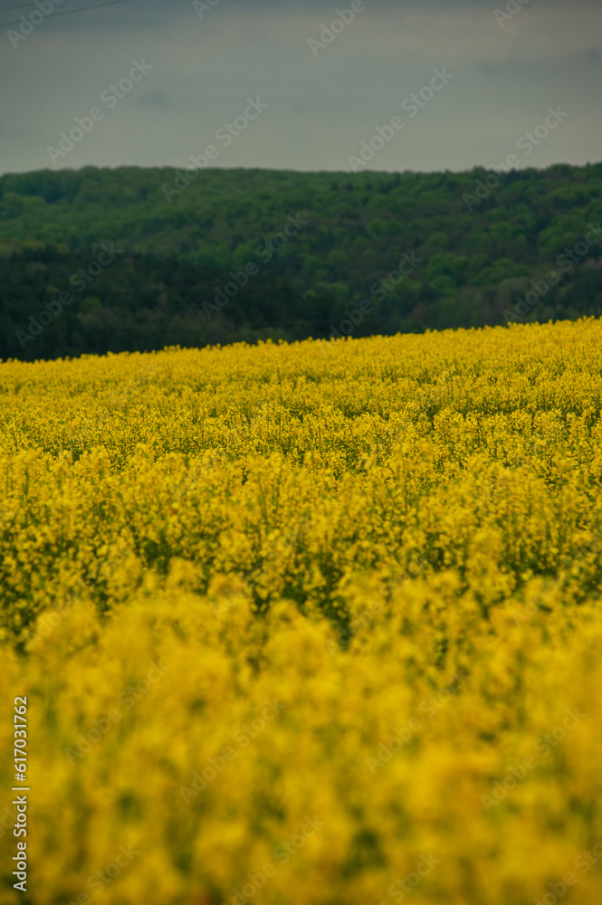 rapeseed field in spring rapeseed field in spring