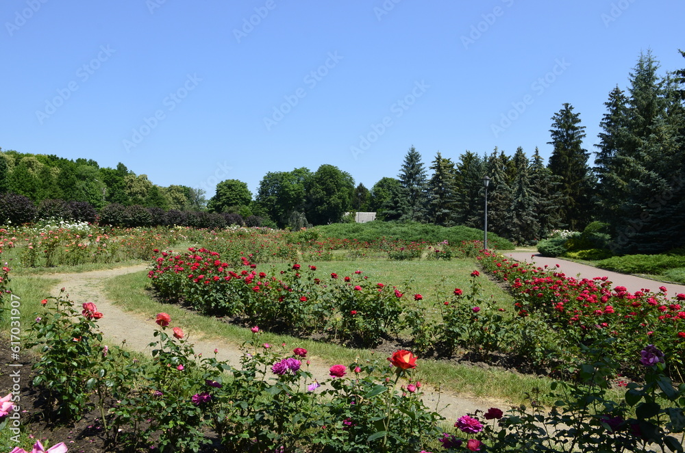 Rosarium. Roses in the garden in summer.