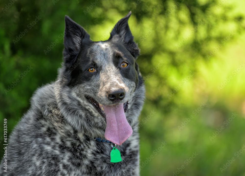 Black and white Texas Heeler dog looking at the viewer, with deep spring green background Black and white Texas Heeler dog looking at the viewer, with deep spring green background