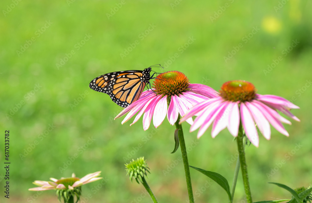 Monarch butterfly feeding on a Purple Coneflower against green spring background, with copy space and room for cropping for different compositions Monarch butterfly feeding on a Purple Coneflower against green spring background, with copy space and room for cropping for different compositions