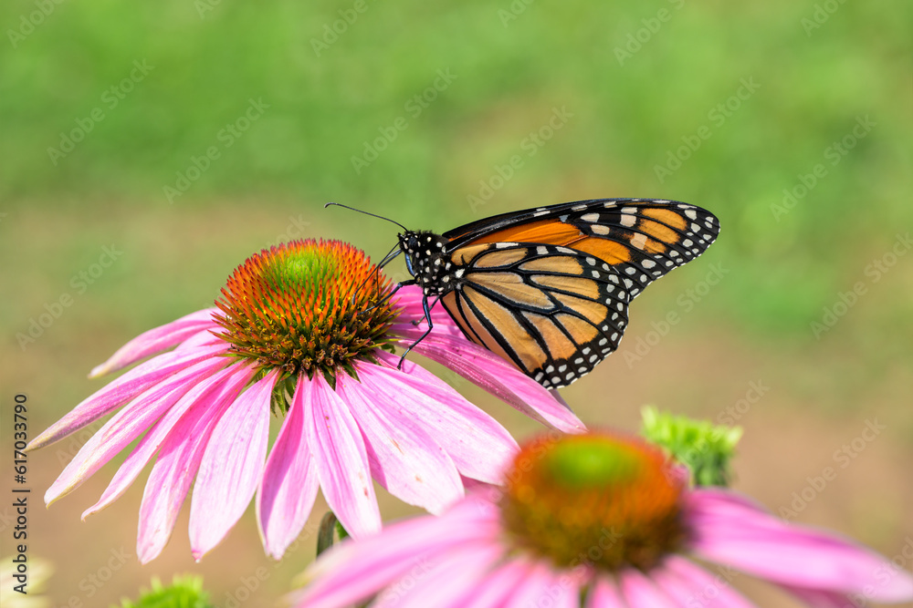Brilliant Monarch butterfly on a Purple Coneflower, getting nectar and pollinating it; with green spring background