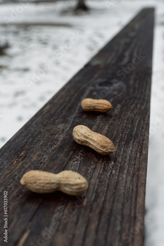 There are three losses on a wooden railing of a small wooden bridge on a hiking trail in the vicinity of the Bavarian city of Füssen in winter with snow
