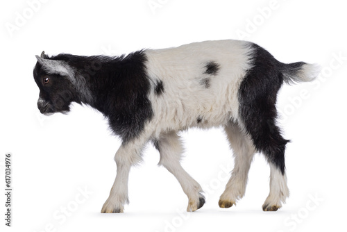 Adorable black and white baby goat, walking side ways. Looking straight ahead away form camera. Isolated on a white background.
