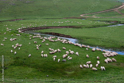 sheep in the field photo