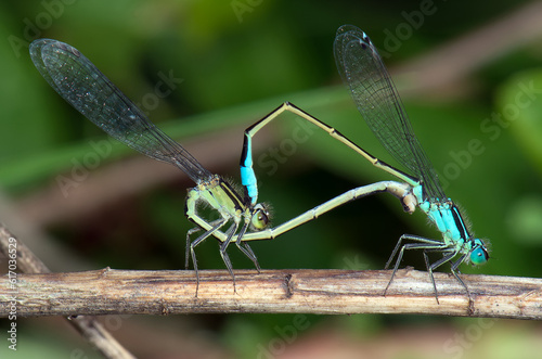 blue dragon fly