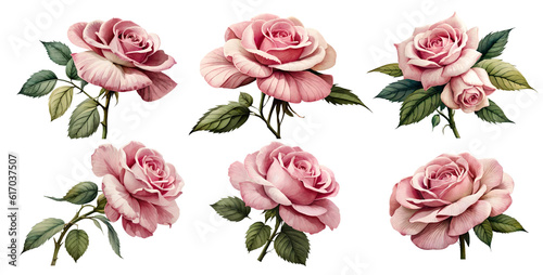 Fototapeta Naklejka Na Ścianę i Meble -  Watercolor vintage rose set. Generative Ai