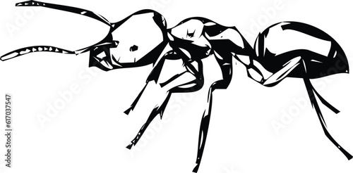 Citronella ant