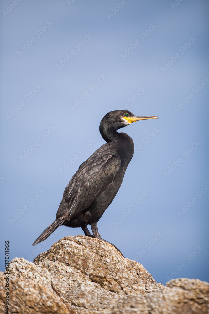 Cormorant European on the Mediterranean Sea