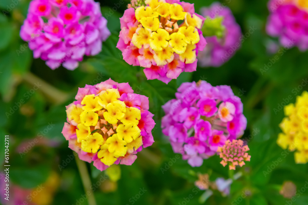 Closeup of a pink and yellow lantana flower, soft focus Closeup of a pink and yellow lantana flower, soft focus
