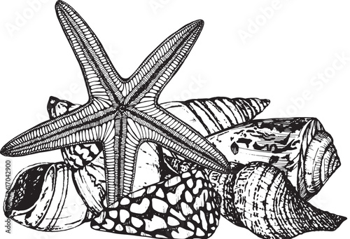 Marine composition of starfish, shells, molluscs. Black and white hand-drawn graphics translated into vector. The illustration is intended  packaging, prints, stickers, posters, postcards