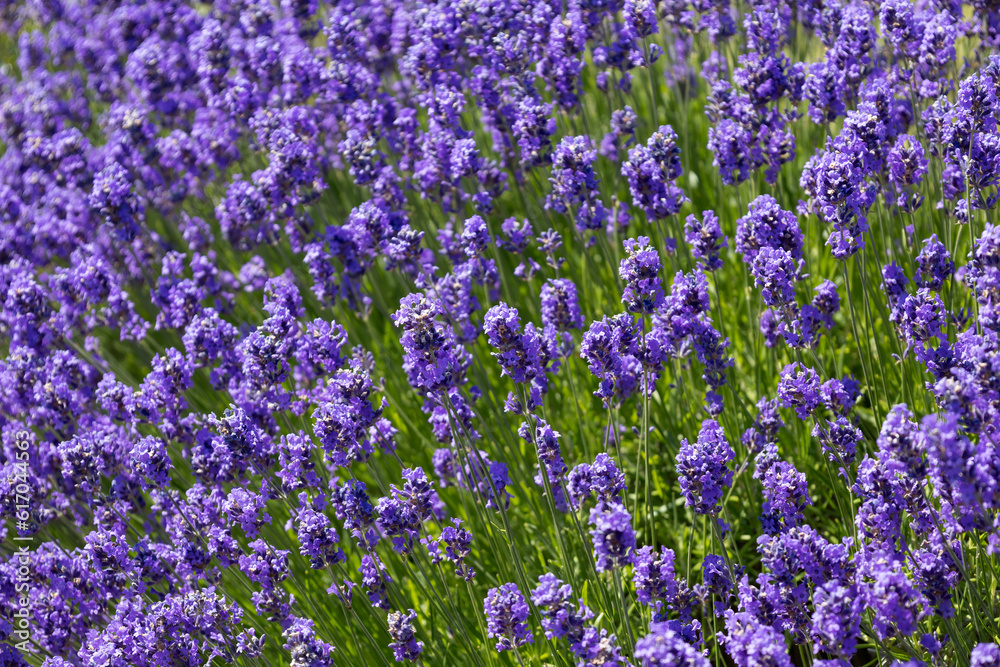 English Lavender flowering by the coast at Bognor Regis English Lavender flowering by the coast at Bognor Regis