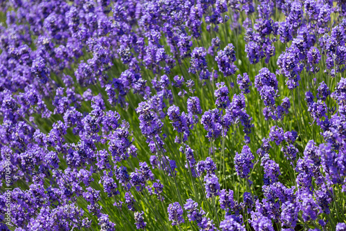 English Lavender flowering by the coast at Bognor Regis