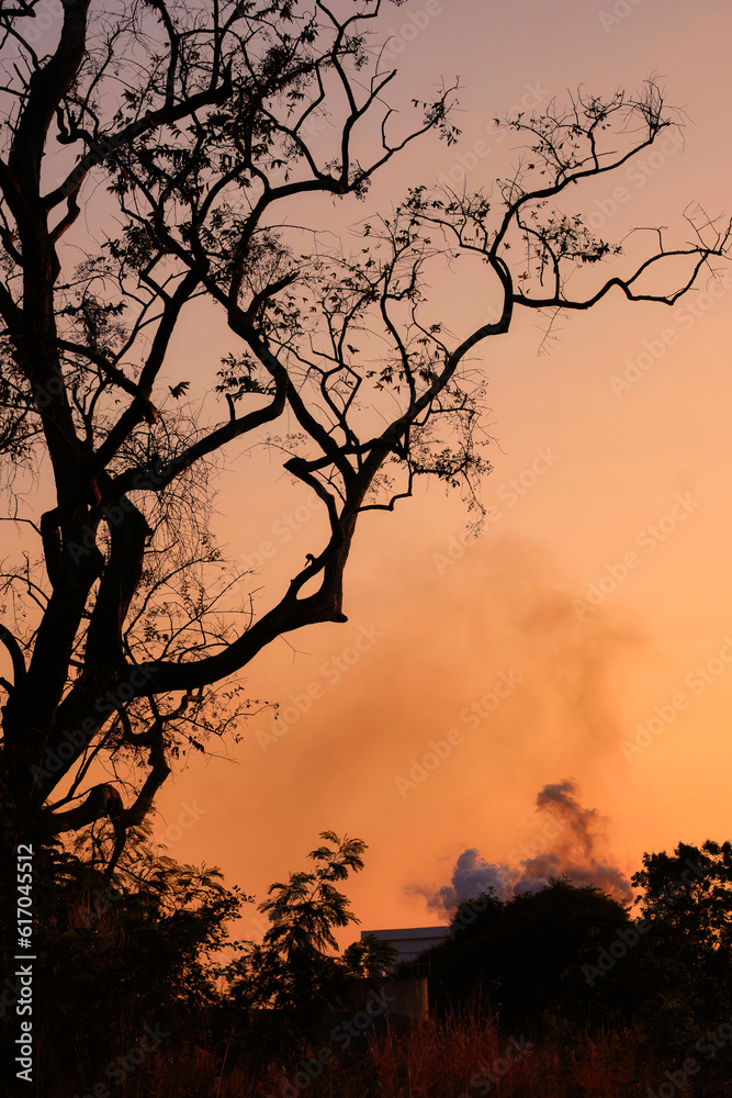 Factory smoke emission pollution with dry tree and evening sky Factory smoke emission pollution with dry tree and evening sky