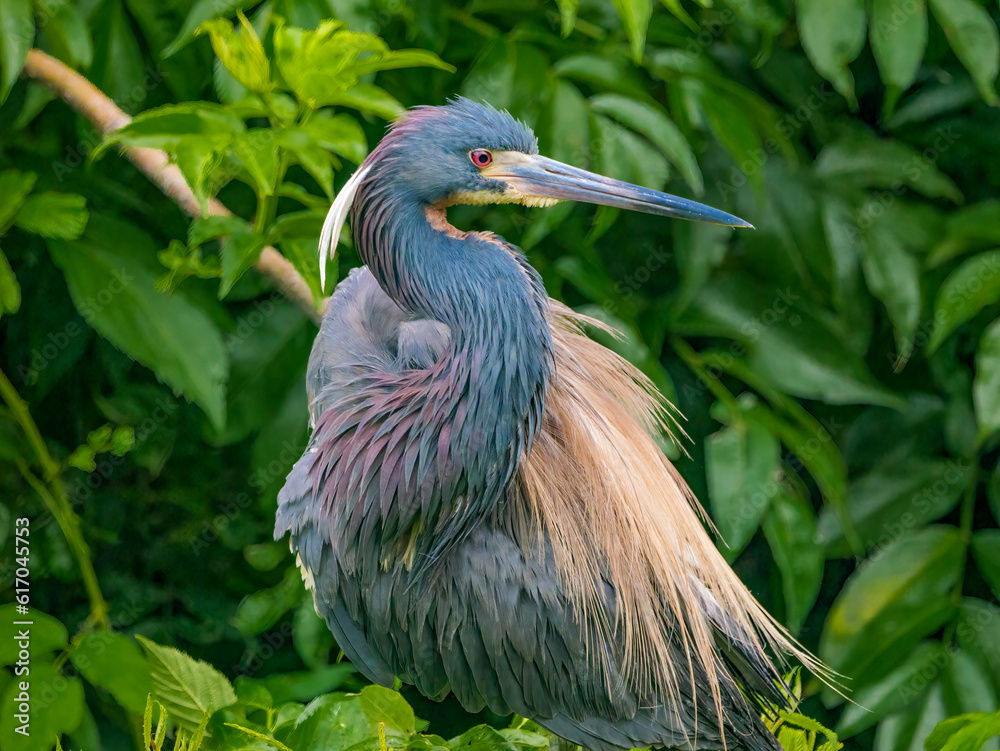 Naklejka premium close-up portrait of a tri-colored heron perched in the marsh