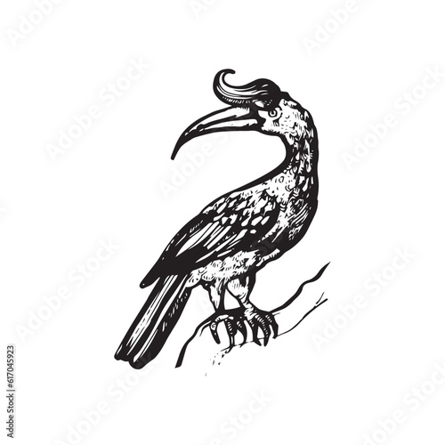 Tropical bird illustration, bird drawing, Jungle bird design, jungle, tropical, bird, tattoo
