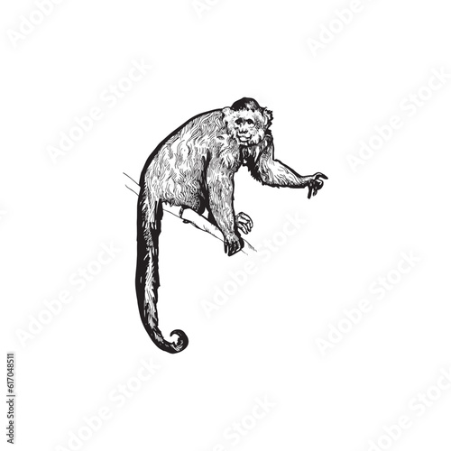 Handdrawn monkey illustration, Monkey drawing, Tropical animal, chimpanzee element
