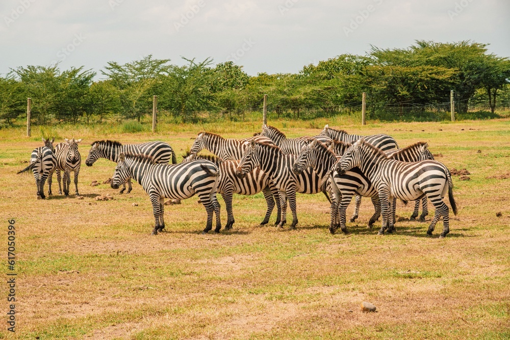 Obraz premium A herd of zebras grazing in the wild at Ol Pejeta Conservancy in Nanyuki, Kenya