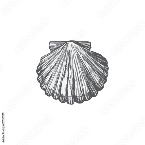 Handdrawn shell illustration  Shell drawing  sea element  ocean  water  seashell