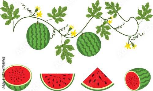 Watermelon vector illustration. Watermelon, whole, sliced, halves, slices, quarters, seeds, inflorescence and leaves of watermelon.