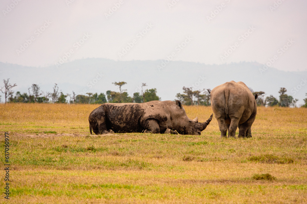 A herd of white rhinos grazing in the wild at Ol Pejeta Conservancy in Nanyuki, Kenya