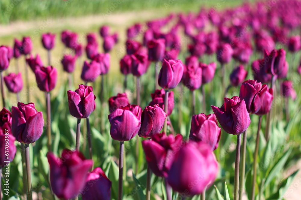 Purple tulips background. Beautiful spring. Floral background for design, greeting card, wallpaper.