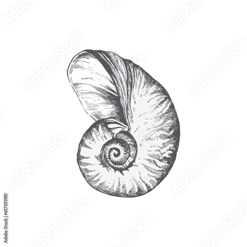 Handdrawn shell illustration, Shell drawing, sea element, ocean, water, seashell