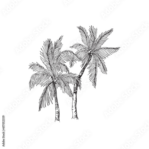 Handdrawn palm tree illustration, palm tree drawing, island tree, wild tree, africa, tropical, jungle