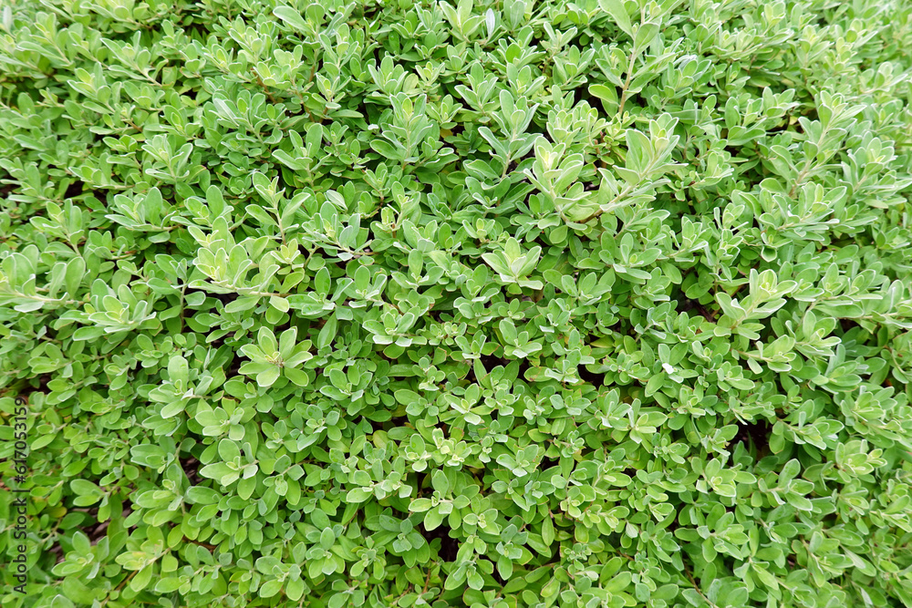 fresh green leaf background