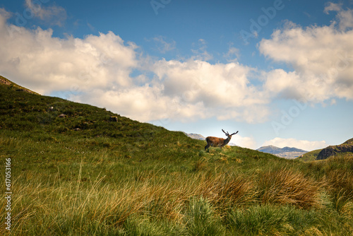 A summer HDR image of a Red Deer, Cervus elaphus scoticus, alone, roaming in the hills of Glenshieldaig, Scotland. 6th June 2023