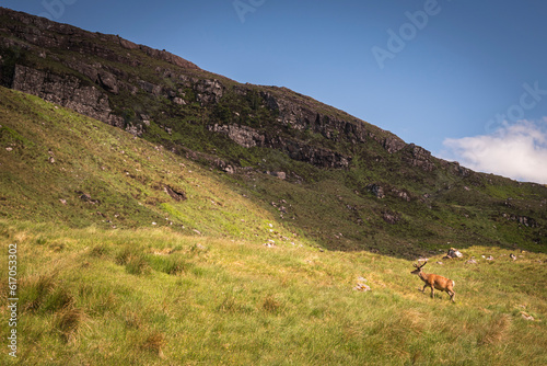 A summer HDR image of a Red Deer  Cervus elaphus scoticus  alone  roaming in the hills of Glenshieldaig  Scotland. 6th June 2023