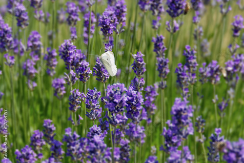 Small white butterfly  Pieris rapae  perched on lavender in Zurich  Switzerland