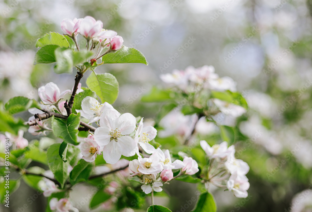 blossoming apple tree branch in spring with flowers, close-up with bokeh, spring background blossoming apple tree branch in spring with flowers, close-up with bokeh, spring background