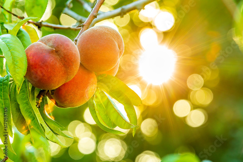 Ripe sweet peach fruits on the tree