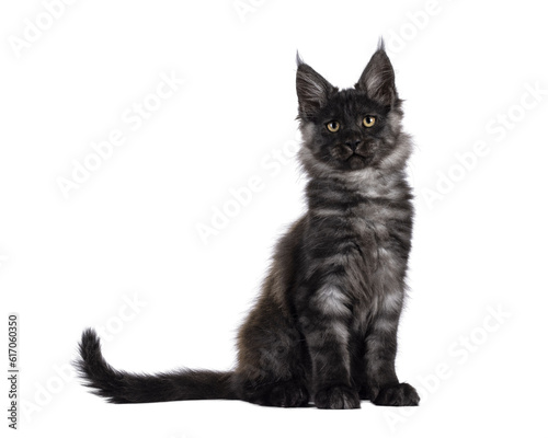 Adorable impresive black smoke Maine Coon cat kitten, sitting up side ways. Looking straight at camera. Isolated cutout on a transparent background.