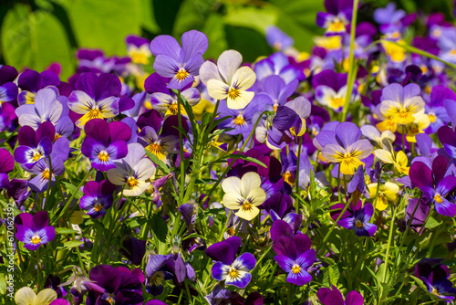 Purple pansy flowers in summer