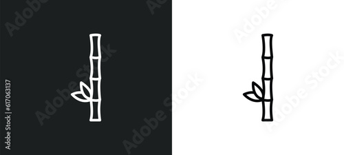 bamboo branches line icon in white and black colors. bamboo branches flat vector icon from bamboo branches collection for web  mobile apps and ui.