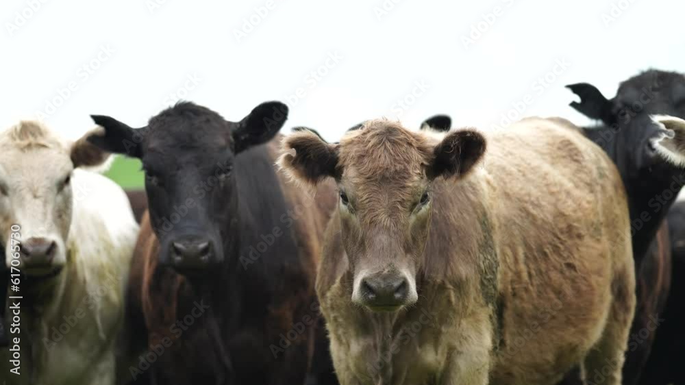Beautiful healthy sustainable cows grazing in a field Beautiful healthy sustainable cows grazing in a field