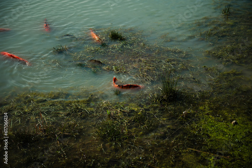 red fishes in the water