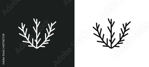 Fototapeta Naklejka Na Ścianę i Meble -  tumbleweed line icon in white and black colors. tumbleweed flat vector icon from tumbleweed collection for web, mobile apps and ui.