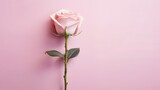 pink rose isolated on light pink background. Valentine's Day or Mother's Day decoration. generative ai