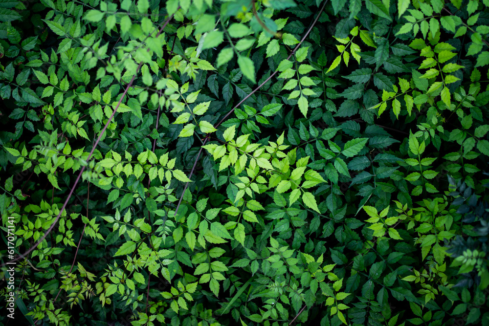 Green Leaf Background Green Leaf Background
