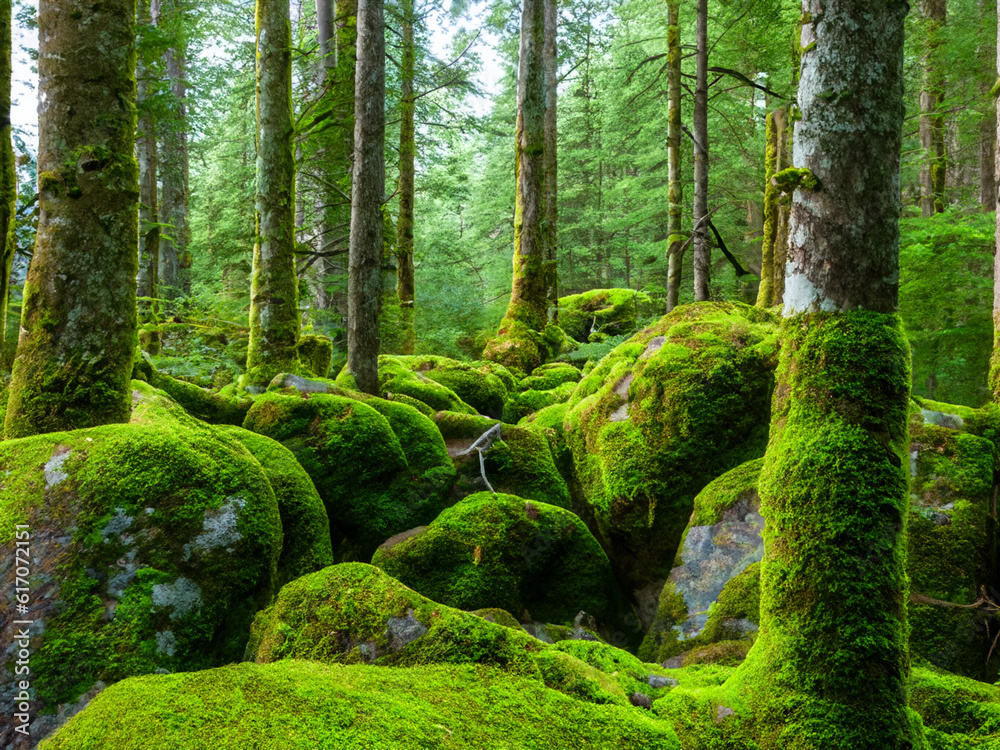 Beautiful Bright Green moss grown up cover the stones and on the floor in the forest. Show with macro view. Rocks full of the moss texture in nature for wallpaper. green trees, rays of light, mist Beautiful Bright Green moss grown up cover the stones and on the floor in the forest. Show with macro view. Rocks full of the moss texture in nature for wallpaper. green trees, rays of light, mist