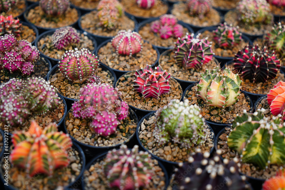 Cactus farm with close-up of succulent and cactus collection in pot. It' s natural background from little plants.
Cactus farm with close-up of succulent and cactus collection in pot. It' s natural background from little plants.