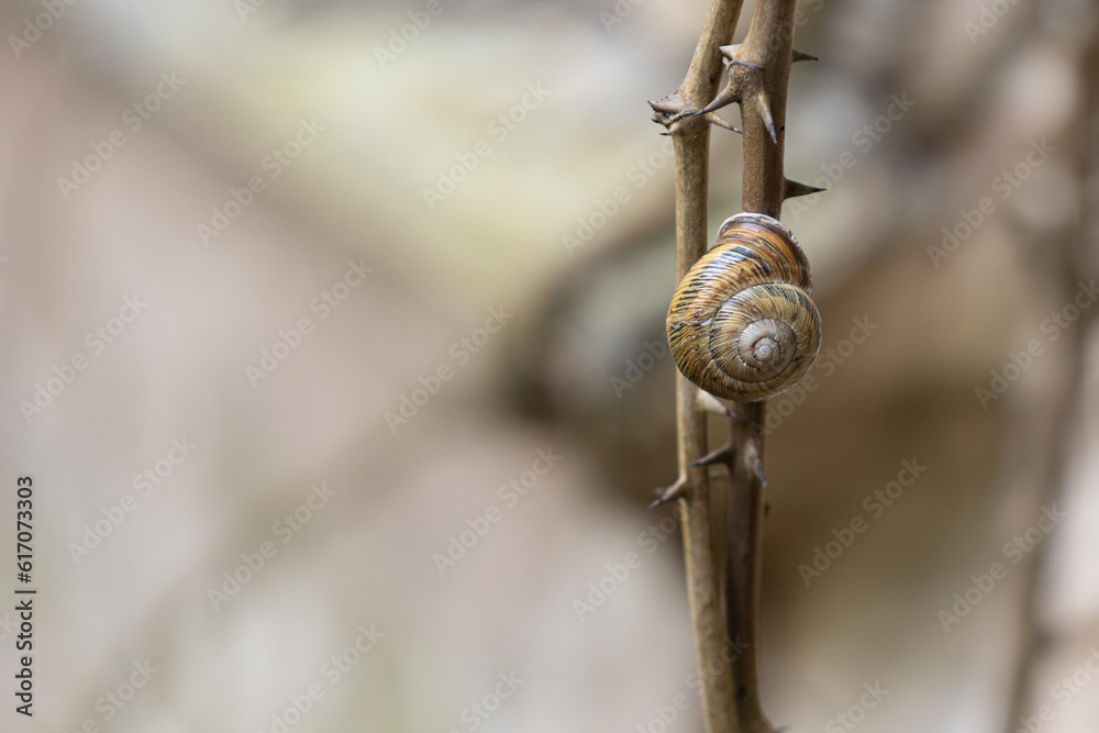 Striped snail hanging on a barbed dry stick. Sharp thorns on a thorny plant. Nature background with copy space Striped snail hanging on a barbed dry stick. Sharp thorns on a thorny plant. Nature background with copy space