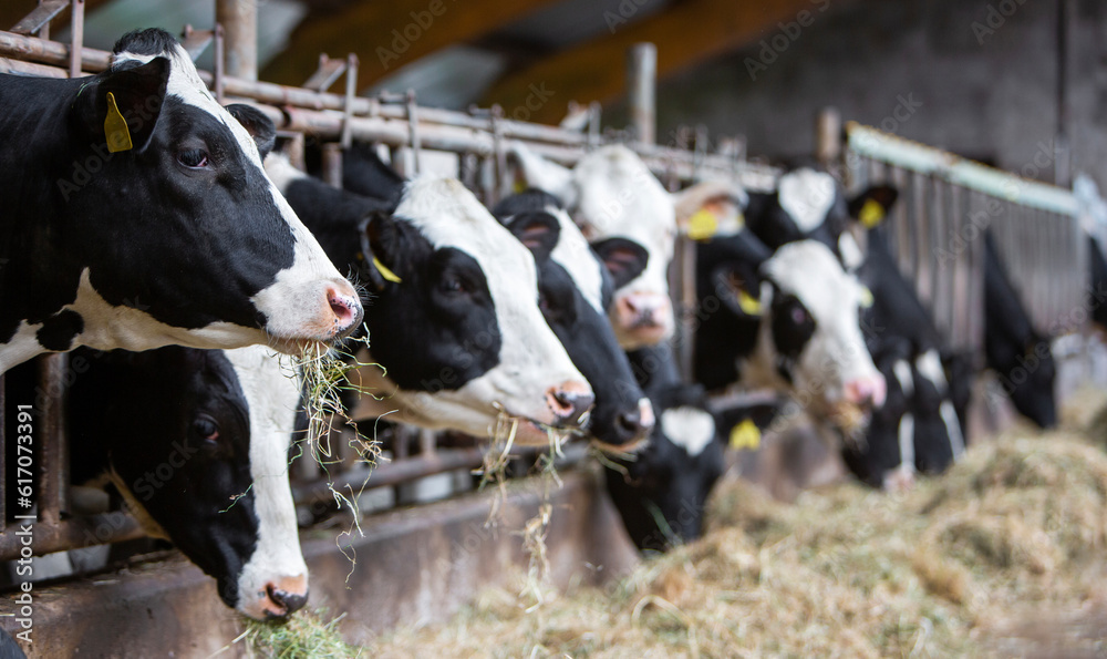 black and white spotted cows feed on hay inside dutch farm in holland